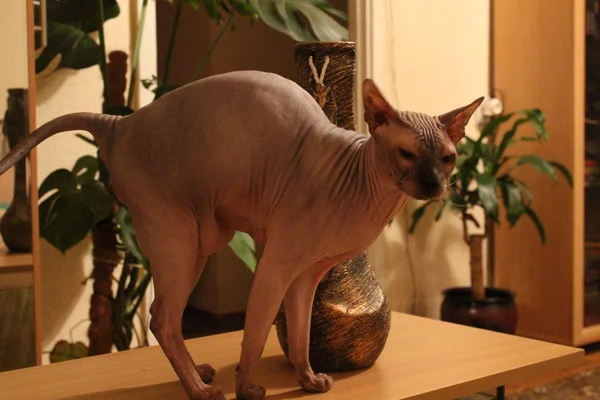 Sphynx cat is arched back