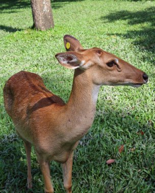 Geyik arazide yürüyor.