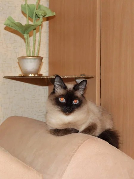 Siamese Kat Beige Kleuren — Stockfoto