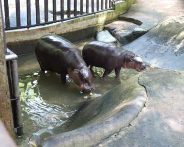 İki küçük su aygırı suda yıkanır.
