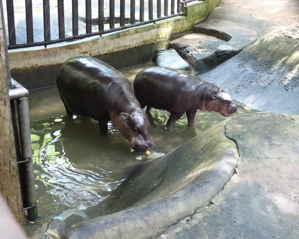 İki küçük su aygırı suda yıkanır.