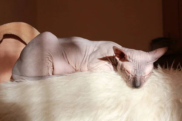 Sphynx Kat Slapen Zon — Stockfoto