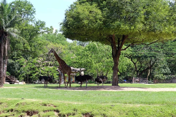 Giraffe Ostriches Trees — Stock Photo, Image