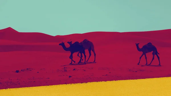 Три верблюда дуотон в ярких жирных ультрафиолетовых, розовых, желтых и зеленых градиентных голографических цветов. Концепт-арт . — стоковое фото