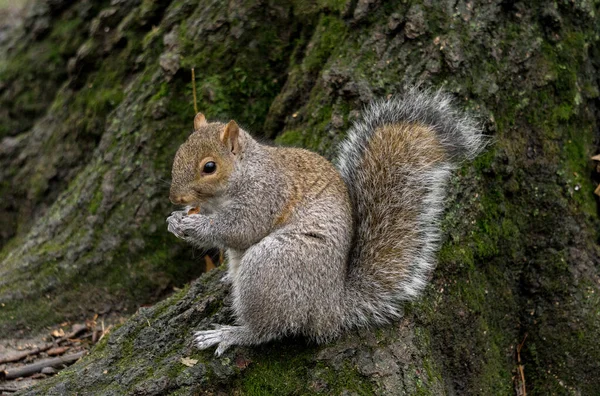 Bastante Ardilla Comiendo Raíz Árbol —  Fotos de Stock