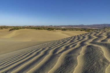 Büyük Kanarya - İspanya 'nın Maspalomas kentindeki Nature Reserve Dunes' da 09.06.2016