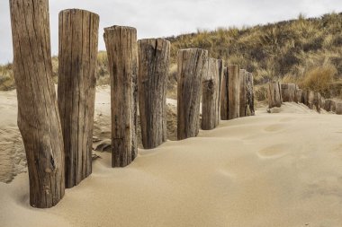 Domburg - Close-up to Timber Piles and Grass Dunes / Netherlands clipart