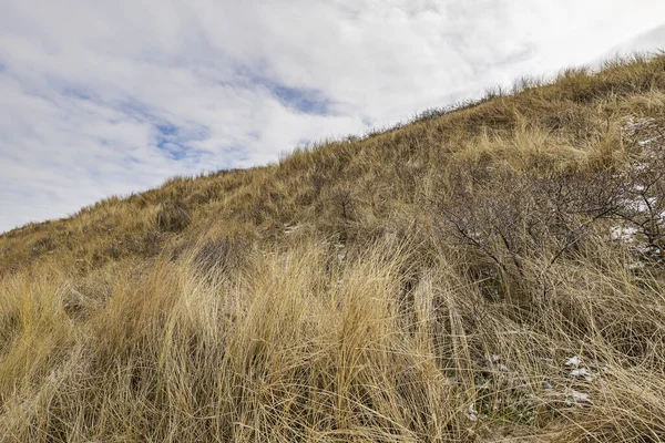 Domburg - Close-Up to Grass Dunes with Snow / Netherlands