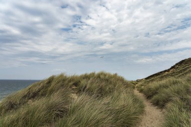 Sylt - Kampen Cliff / Almanya 'daki Kum tepeleri ve Çimlere Muhteşem Manzara