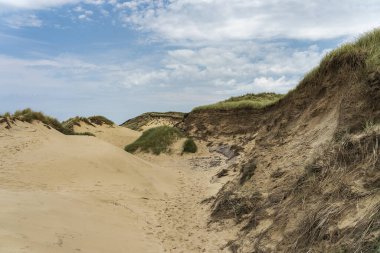 Sylt - Kampen Cliff / Almanya 'daki Kum tepelerine ve otlaklara bak