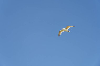 Sylt - Wenningstedt / Almanya Plajında Martıya Yakın Çekim