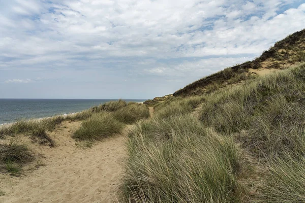 Sylt View Grass Sand Dunes Kampen Cliff Germany — стокове фото