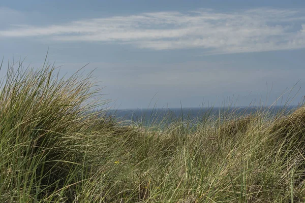 Sylt Närbild Till Grass Dunes Beach Wenningstedt Tyskland — Stockfoto