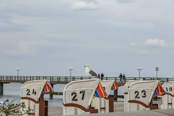 Kuehlungsborn Close Seagull Beach Chair Baltic Sea Вечірній Час Mecklenburg — стокове фото