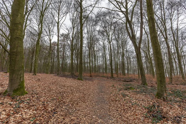 Krefeld Huels Vue Sur Heinrich Mertens Sentier Randonnée Enseignant Promoteur — Photo