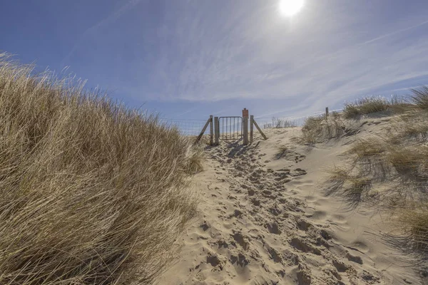 Primo Piano Erba Dune Domburg Accedere Alla Spiaggia Paesi Bassi — Foto Stock