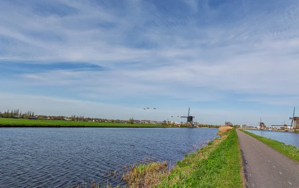 Kinderdijk Ördekler Kanaldan Geçerken Güney Hollanda Hollanda Kinderdijk 2018 — Stok fotoğraf