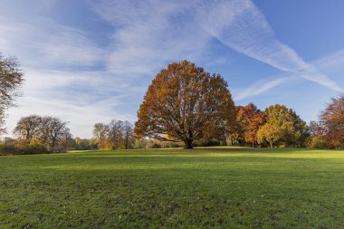 Krefeld-Linn - Büyük Ağaçlara Bakış Sonbahar / Almanya