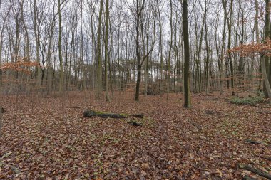 Krefeld - Şehir Parkı / Almanya 'daki genç orman çiftliklerine bakın