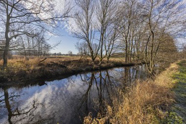 Viersen-Doğan - Schwalm nehrinin yanındaki ağaçlara kemirgenler / Almanya tarafından ağır hasar verildi