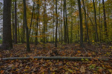 Krefeld - City-Park / Almanya 'da Sonbahar Renkli Manzaraya Bakış