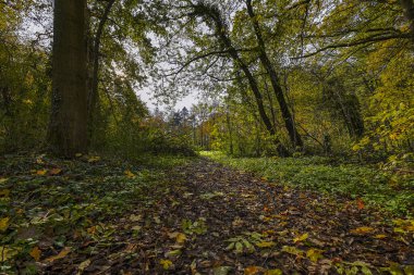 Krefeld - Şehir-Park / Almanya 'da Sonbahar Renkli Görünüm
