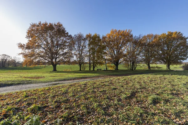 Krefeld Traar View Egelsberg Windmill Autumn Colored Trees North Rhine — Stock Photo, Image