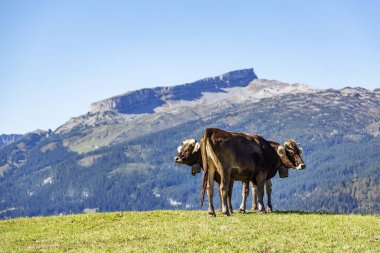 Riezlern - Yüksek Ifen Dağı manzaralı iki ineğe yakın çekim görüntüsü, Vorarlberg, Avusturya