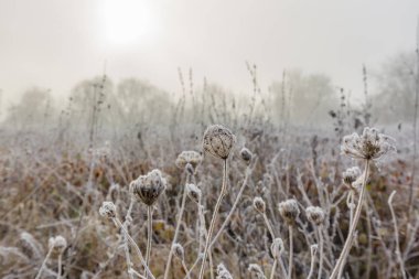 Çiçek korunmak için çiçekleri kapattı / Almanya