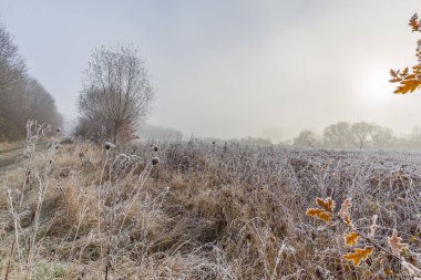 Doğa Rezervi / Almanya 'da güzel bir kış günü var.