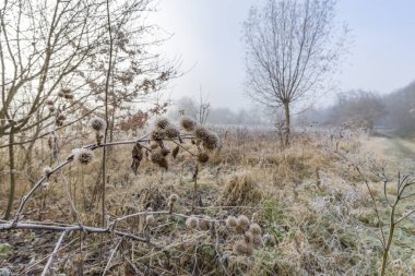 Buz Bitkileriyle / Almanya 'yla Muhteşem Manzara