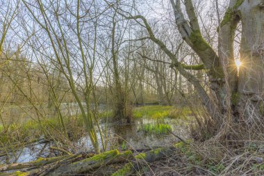 Neuss / Almanya 'daki Low Moor' da güneş ışığı