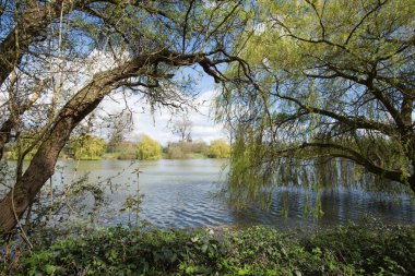 Göl Manzaralı ağaçları ile