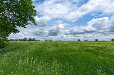 Rüzgarda buğday tarlası