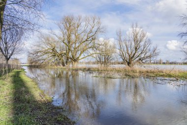 Duesseldorf - Ren Nehri 'ndeki ağaçlara bakın gelgit yükseldiğinde, Kuzey Ren Vestfalyası, Almanya, 04.03.2020