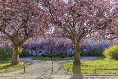 Krefeld - İlkbaharda kiraz çiçeklerine bakın, Kuzey Ren Vestfalyası, Almanya, 10.04.2020