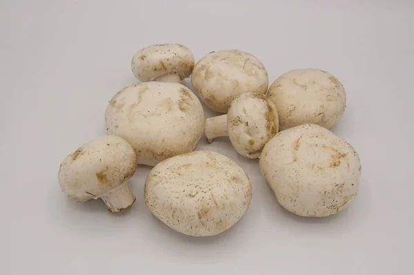 Fresh Champignons Isolated White Background — Stock Photo, Image