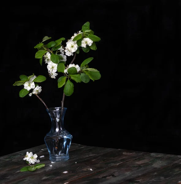 Twigs Blossoming Apple Tree Blue Glass Vase Corner Black Background — Stock Photo, Image