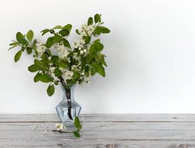 Çiçek açan bir elma ağacının dalları mavi cam bir vazoda, beyaz arka planda, beyaz bir ahşap masa üzerinde, fotokopi alanı olan. 