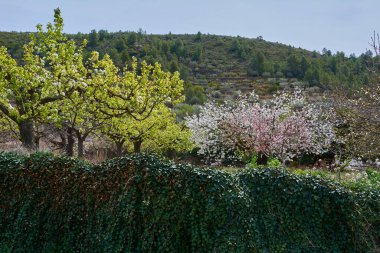 Yolda ilkbahar ekili meyve tarlaları. Bahar renkleri