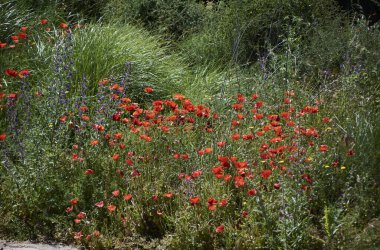 Çiçekleri ve bitkileriyle harika bir bahar. Doğanın renkleri