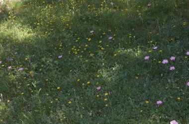Parlak ve ılık baharda çiçeklerin halısı, doğanın renkleri