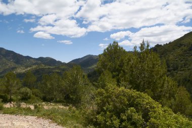 Çalılıklarda güneşli ve sıcak bir bahar günü. Baharın renkleri