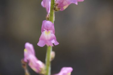 Yeşil mantoya atılmış küçük çiçekler. Doğanın renkleri