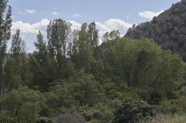 Çalılıklarda güneşli ve sıcak bir bahar günü. Baharın renkleri