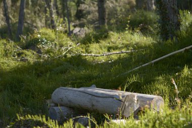 Ormanın ortasında ahşap bir bank. Huzur ve huzur