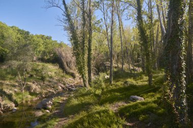 Aydınlık bir bahar sabahında sakin bir nehir. Doğanın renkleri