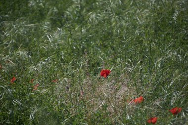 Baharda doğanın büyük yeşil halısı. Baharın renkleri ve doğanın renkleri