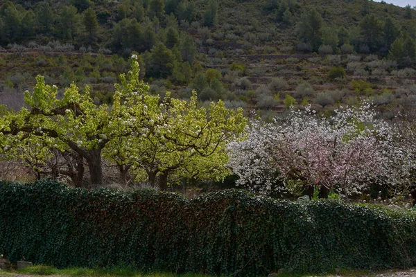 Våren Vägen Odlade Fruktfält Vårfärger — Stockfoto