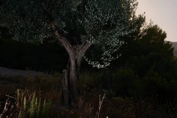 Olivträd Bergets Mörker Bergets Mörker — Stockfoto